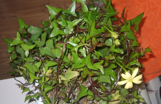常春藤花期多長(zhǎng)時(shí)間，常春藤不開花的原因
