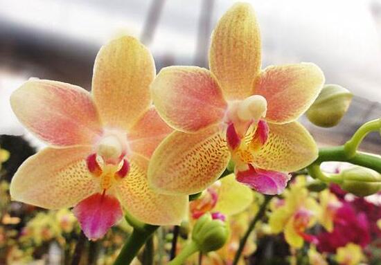 蝴蝶蘭什么時候開花，蝴蝶蘭一年開幾次花