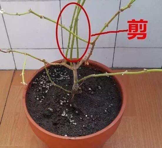長(zhǎng)壽花怎么修剪，長(zhǎng)壽花修剪方法