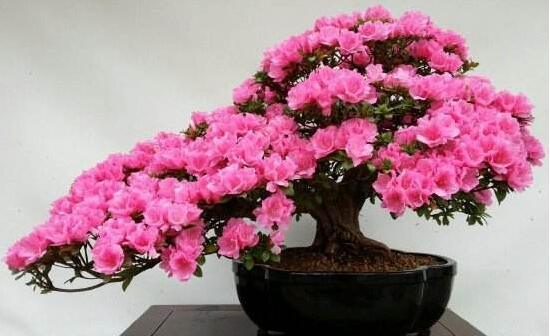 杜鵑花為什么爛根，杜鵑花爛根怎么辦
