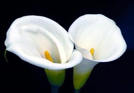 馬蹄蓮花語(yǔ)是什么，馬蹄蓮的寓意歌頌友情之美