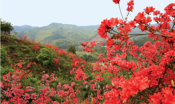 杜鵑花是映山紅嗎，杜鵑花和映山紅的區(qū)別