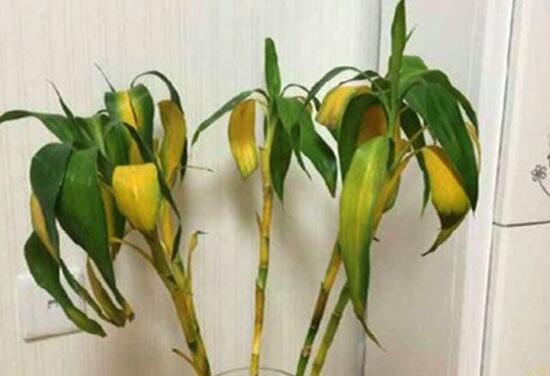富貴竹葉子發(fā)黃怎么辦，富貴竹葉子發(fā)黃的原因