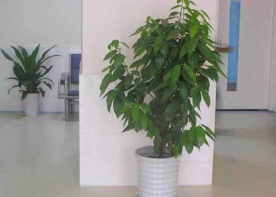 平安樹有什么好處，平安樹的功效與作用