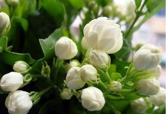 茉莉花可以水培嗎，茉莉花水培方法