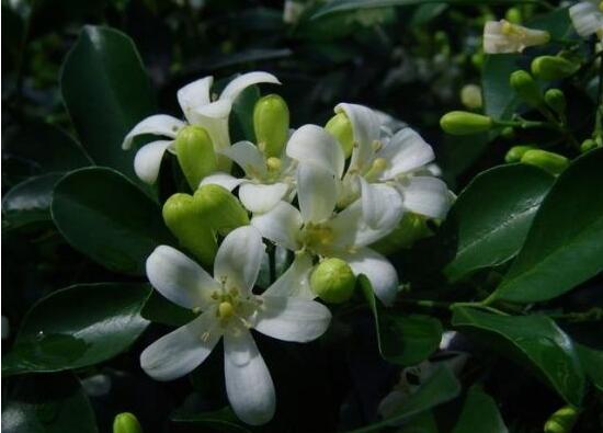 九里香什么時(shí)候開(kāi)花，九里香一年開(kāi)幾次花(七月盛開(kāi))
