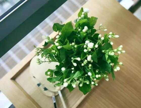 茉莉花花期多久，茉莉花花期長(zhǎng)達(dá)半年(5-10月)