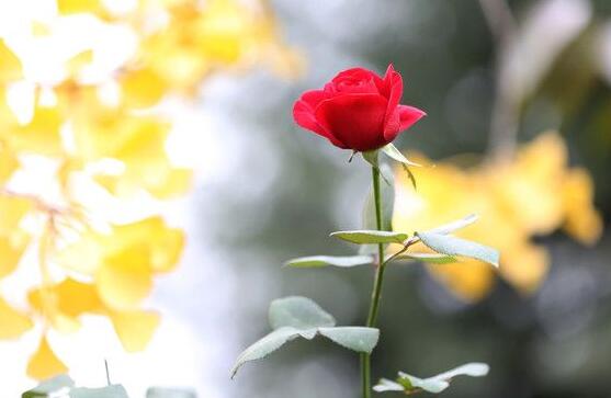 玫瑰花葉子發(fā)黃怎么辦，玫瑰花葉子發(fā)黃解決辦法