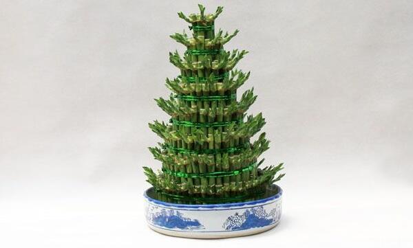 富貴竹怎么種植，富貴竹的養(yǎng)殖方法和注意事項(xiàng)