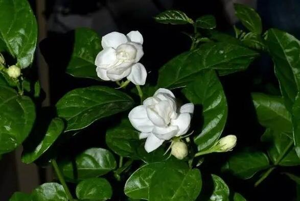 茉莉花葉斑病如何防治，及時摘除病葉是關(guān)鍵
