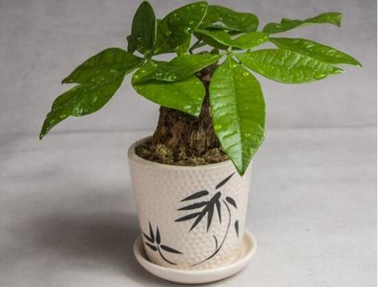 小發(fā)財樹的種植，小發(fā)財樹的種植方法