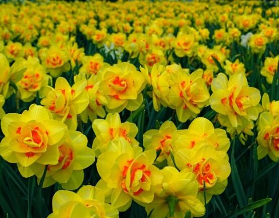 水仙花怎么施肥，水仙花施肥方法