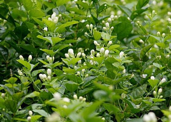 茉莉花花期多久，茉莉花花期長(zhǎng)達(dá)半年(5-10月)
