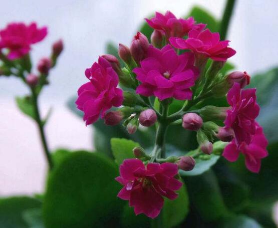 長(zhǎng)壽花品種，長(zhǎng)壽花最好看八大品種