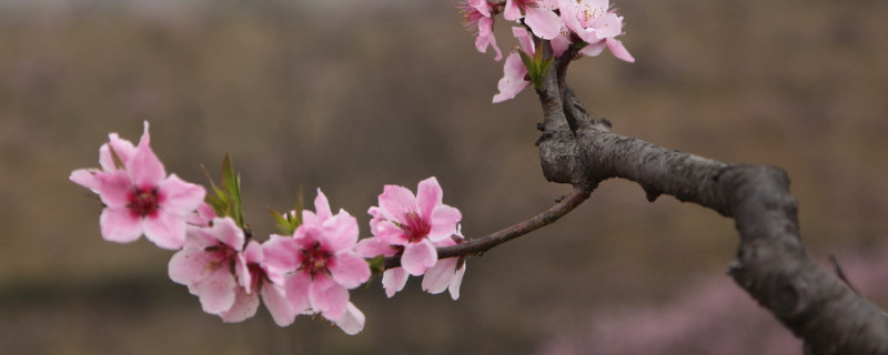 梅花葉子黃了怎么辦