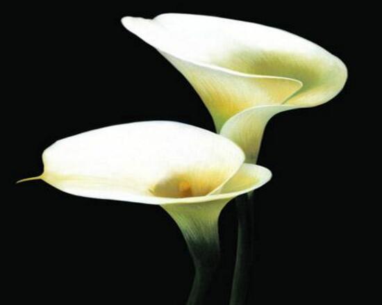 馬蹄蓮花語(yǔ)是什么，馬蹄蓮的寓意歌頌友情之美