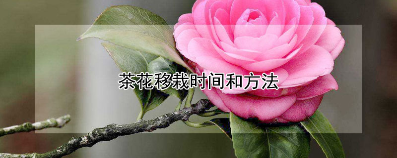 茶花移栽時間和方法