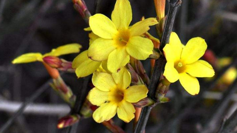 迎春花光長葉不開花怎么辦