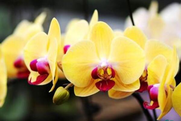 蝴蝶蘭怎么養(yǎng)，蝴蝶蘭的養(yǎng)殖方法和注意事項(xiàng)