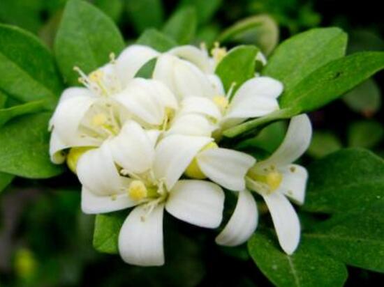 九里香什么時(shí)候開(kāi)花，九里香一年開(kāi)幾次花(七月盛開(kāi))