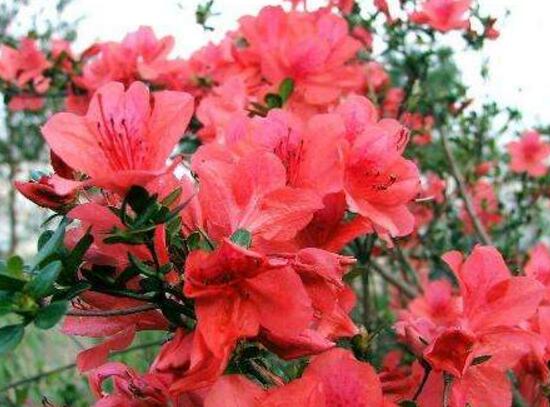 杜鵑花花期多長時(shí)間，杜鵑花一年開幾次花