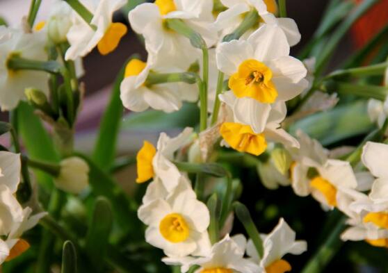 水仙花什么時候開花，水仙花花期在冬季