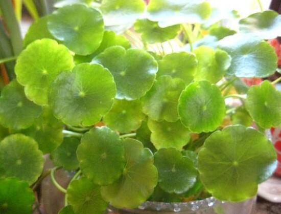 銅錢草葉子邊緣干枯，銅錢草葉子發(fā)黃怎么辦