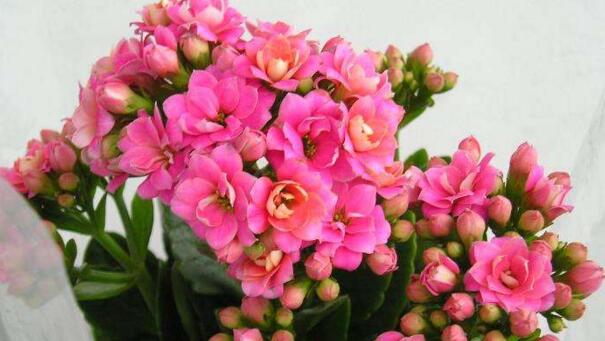 長壽花適合在室內(nèi)養(yǎng)嗎，長壽花室內(nèi)養(yǎng)還是室外養(yǎng)