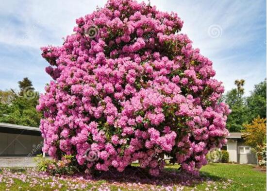 杜鵑花葉子發(fā)黃怎么辦，杜鵑花葉子發(fā)黃解決辦
