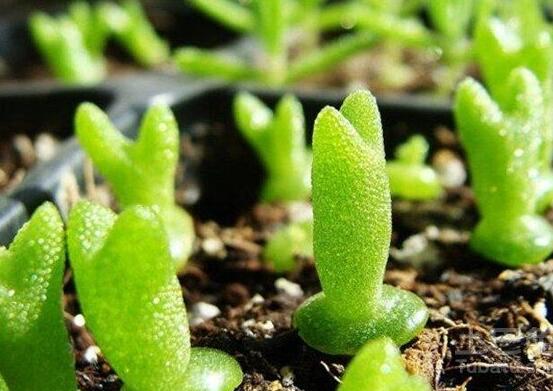 碧光環(huán)用什么土種，透氣透水土壤是必要種植條件
