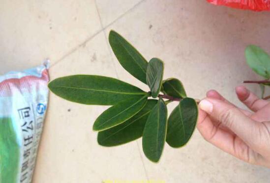 茶花怎么繁殖，茶花扦插生根最快方法