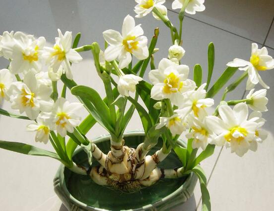 水仙花怎么施肥，水仙花施肥方法