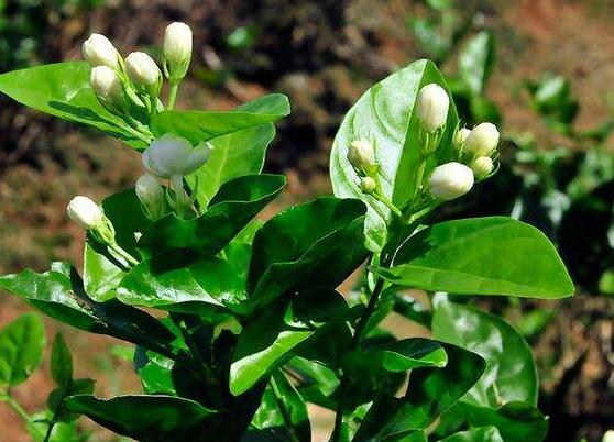 茉莉花可以水培嗎，茉莉花水培方法