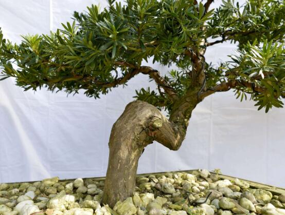 羅漢松可以水培嗎，羅漢松水培養(yǎng)殖方法