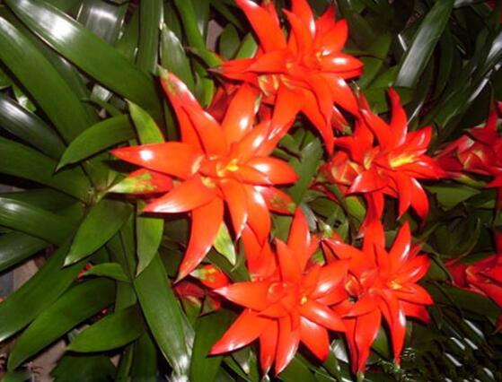鴻運當(dāng)頭會開花嗎，鴻運當(dāng)頭養(yǎng)殖2-3年會開花