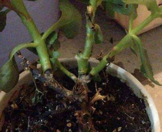 長(zhǎng)壽花爛根怎么辦，長(zhǎng)壽花爛根解決辦法