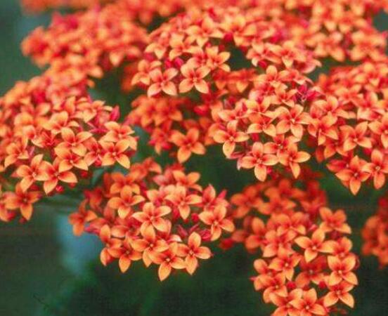 長(zhǎng)壽花花語是什么，象征著長(zhǎng)命百歲、大吉大利