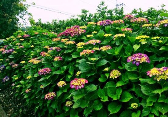 繡球花怎么施肥，繡球花施肥方法