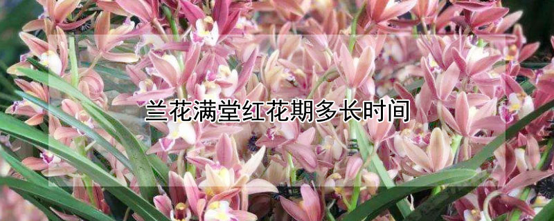 蘭花滿堂紅花期多長時(shí)間