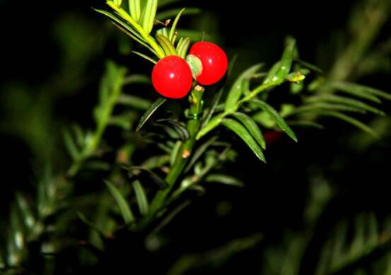 家養(yǎng)紅豆杉有什么好處，延年益壽、身體健康、長(zhǎng)壽幸福