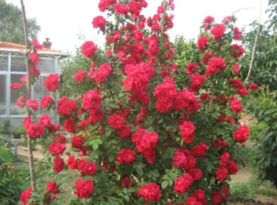 玫瑰花有毒嗎，玫瑰花可以在室內(nèi)養(yǎng)嗎