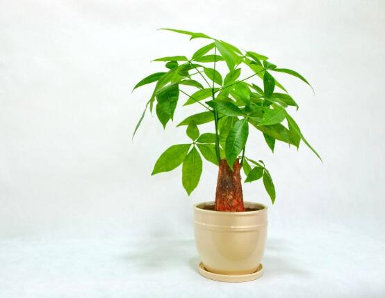 小發(fā)財樹的種植，小發(fā)財樹的種植方法
