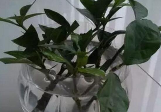茶花可以水培嗎，水培茶花長根上盆方法