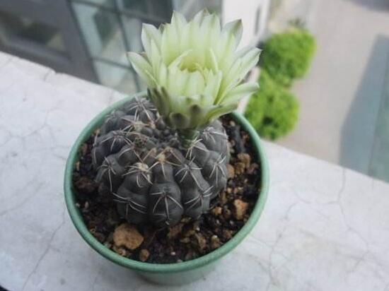 仙人球什么時(shí)候開(kāi)花，仙人球開(kāi)花是什么兆頭/吉祥如意