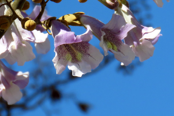 泡桐花的花語(yǔ)