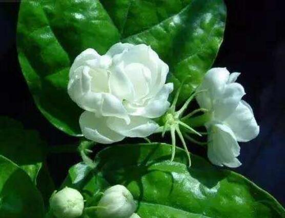 茉莉花爛根了怎么辦，換土換盆洗凈重新種植
