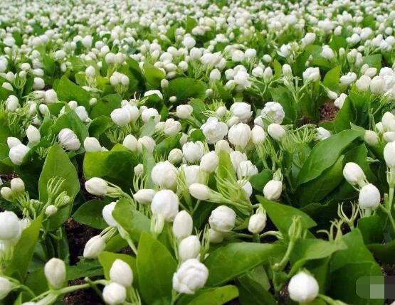 茉莉花葉子發(fā)黃怎么辦，茉莉花葉子發(fā)黃解決辦法