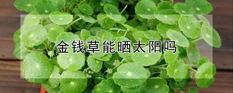 金錢草能曬太陽嗎