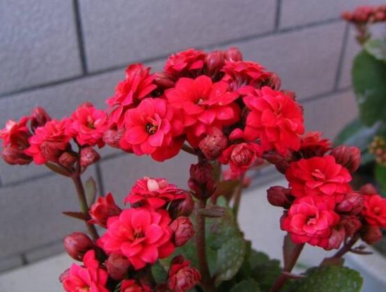 長壽花的功效與作用，細數(shù)長壽花四大功效與作