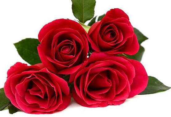 玫瑰花怎么養(yǎng)，玫瑰花養(yǎng)殖方法
